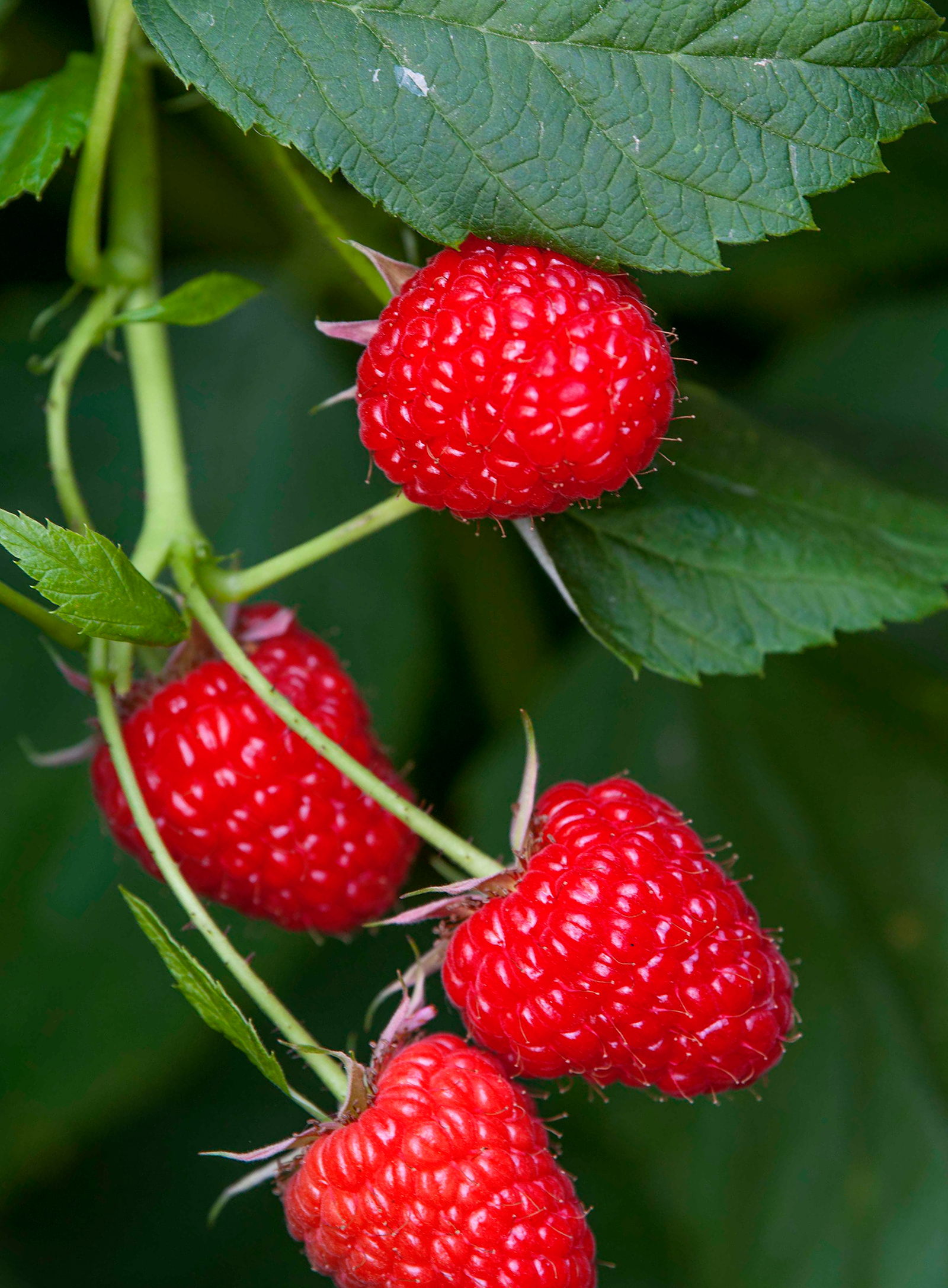 Berries - Cultivos Gat Fertilíquidos